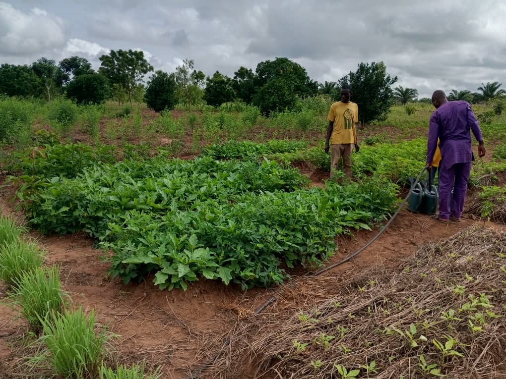 Conversion écologique : Caritas Cotonou-SCDIH crée une ferme
