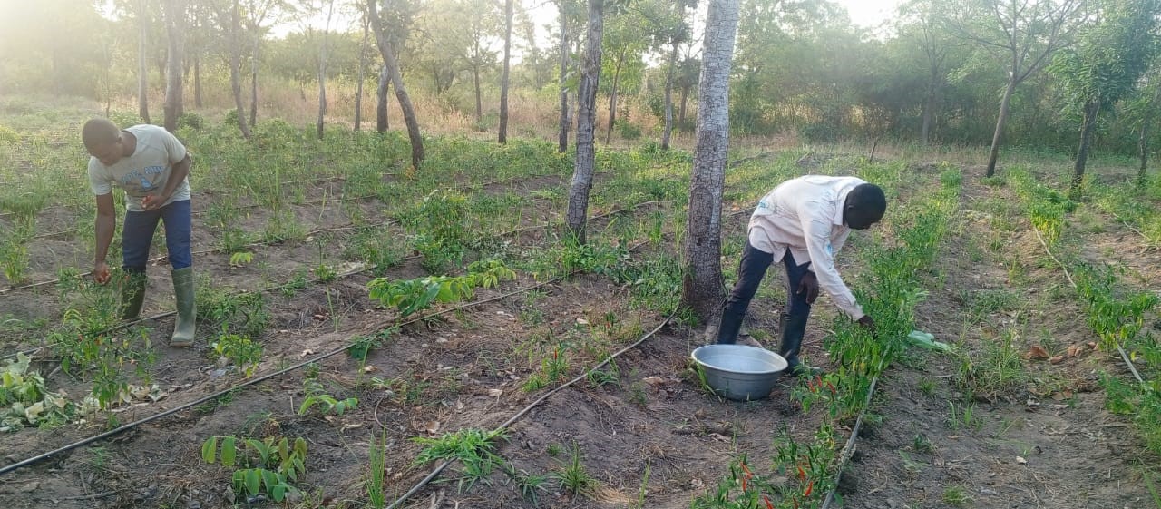 Agroécologie dans les séminaires diocésains de Ténonrou et Gah-Baka : un engagement durable pour la nature et le développement humain